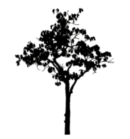 Realistic tree silhouette isolated on transparent background with clipping path and alpha channel png