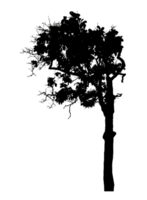 Realistic tree silhouette isolated on transparent background with clipping path and alpha channel png