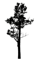 Realistic tree silhouette isolated on transparent background with clipping path and alpha channel png