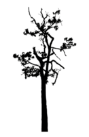 Realistic tree silhouette isolated on transparent background with clipping path and alpha channel png