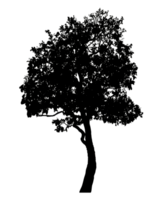 Realistic tree silhouette isolated on transparent background with clipping path and alpha channel png