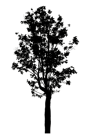 Realistic tree silhouette isolated on transparent background with clipping path and alpha channel png