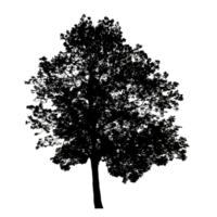 Realistic tree silhouette isolated on transparent background with clipping path and alpha channel png