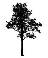 Realistic tree silhouette isolated on transparent background with clipping path and alpha channel png