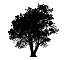 Realistic tree silhouette isolated on transparent background with clipping path and alpha channel png