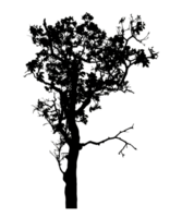 Realistic tree silhouette isolated on transparent background with clipping path and alpha channel png