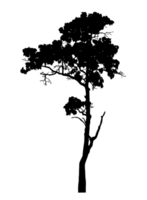 Realistic tree silhouette isolated on transparent background with clipping path and alpha channel png