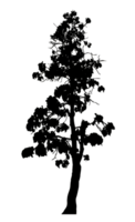Realistic tree silhouette isolated on transparent background with clipping path and alpha channel png