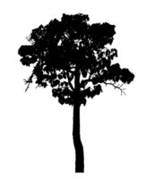 Realistic tree silhouette isolated on transparent background with clipping path and alpha channel png