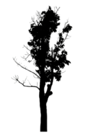 Realistic tree silhouette isolated on transparent background with clipping path and alpha channel png