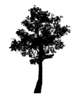 Realistic tree silhouette isolated on transparent background with clipping path and alpha channel png