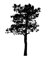 Realistic tree silhouette isolated on transparent background with clipping path and alpha channel png