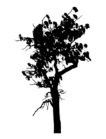 Realistic tree silhouette isolated on transparent background with clipping path and alpha channel png