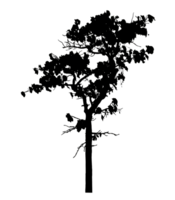 Realistic tree silhouette isolated on transparent background with clipping path and alpha channel png