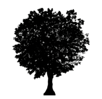 Realistic tree silhouette isolated on transparent background with clipping path and alpha channel png