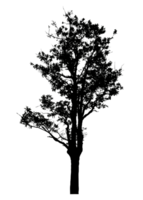 Realistic tree silhouette isolated on transparent background with clipping path and alpha channel png