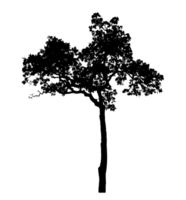 Realistic tree silhouette isolated on transparent background with clipping path and alpha channel png