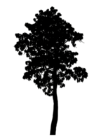 Realistic tree silhouette isolated on transparent background with clipping path and alpha channel png