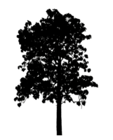 Realistic tree silhouette isolated on transparent background with clipping path and alpha channel png