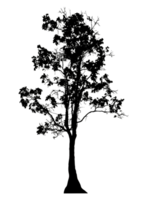 Realistic tree silhouette isolated on transparent background with clipping path and alpha channel png