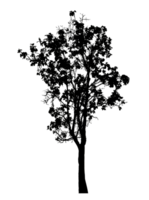 Realistic tree silhouette isolated on transparent background with clipping path and alpha channel png