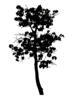 Realistic tree silhouette isolated on transparent background with clipping path and alpha channel png