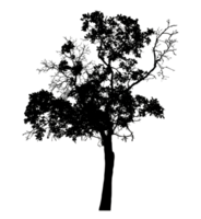 Realistic tree silhouette isolated on transparent background with clipping path and alpha channel png