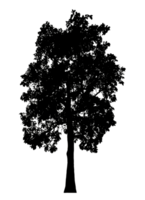 Realistic tree silhouette isolated on transparent background with clipping path and alpha channel png