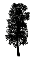 Realistic tree silhouette isolated on transparent background with clipping path and alpha channel png