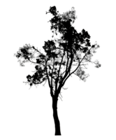 Realistic tree silhouette isolated on transparent background with clipping path and alpha channel png