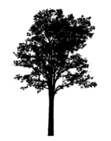 Realistic tree silhouette isolated on transparent background with clipping path and alpha channel png