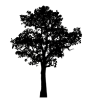 Realistic tree silhouette isolated on transparent background with clipping path and alpha channel png