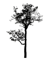 Realistic tree silhouette isolated on transparent background with clipping path and alpha channel png