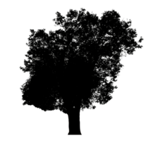 Realistic tree silhouette isolated on transparent background with clipping path and alpha channel png