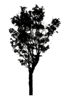 Realistic tree silhouette isolated on transparent background with clipping path and alpha channel png