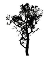 Realistic tree silhouette isolated on transparent background with clipping path and alpha channel png