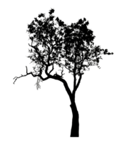 Realistic tree silhouette isolated on transparent background with clipping path and alpha channel png