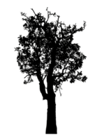 Realistic tree silhouette isolated on transparent background with clipping path and alpha channel png