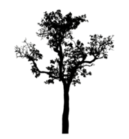 Realistic tree silhouette isolated on transparent background with clipping path and alpha channel png