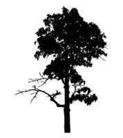 Realistic tree silhouette isolated on transparent background with clipping path and alpha channel png