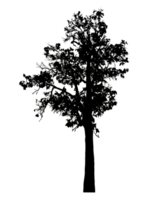 Realistic tree silhouette isolated on transparent background with clipping path and alpha channel png