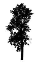 Realistic tree silhouette isolated on transparent background with clipping path and alpha channel png