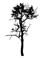 Realistic tree silhouette isolated on transparent background with clipping path and alpha channel png