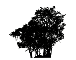 Realistic tree silhouette isolated on transparent background with clipping path and alpha channel png