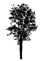 Realistic tree silhouette isolated on transparent background with clipping path and alpha channel png