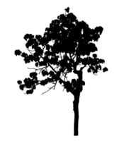 Realistic tree silhouette isolated on transparent background with clipping path and alpha channel png