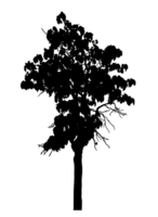 Realistic tree silhouette isolated on transparent background with clipping path and alpha channel png