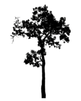Realistic tree silhouette isolated on transparent background with clipping path and alpha channel png