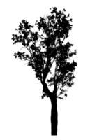 Realistic tree silhouette isolated on transparent background with clipping path and alpha channel png