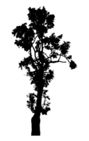Realistic tree silhouette isolated on transparent background with clipping path and alpha channel png